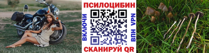 Галлюциногенные грибы Psilocybine cubensis  наркошоп  Прокопьевск 